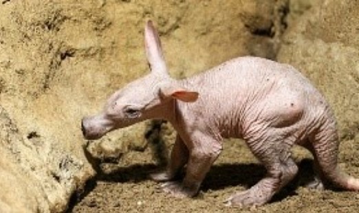 QUE BICHO É ESSE?: Animal exótico raro surpreende visitantes do Zoológico em Berlim 