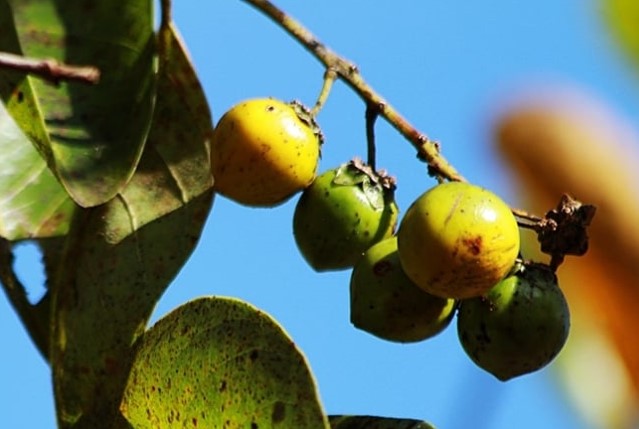 RICA EM NUTRIÇÃO: Fruta brasileira supera banana em proteínas