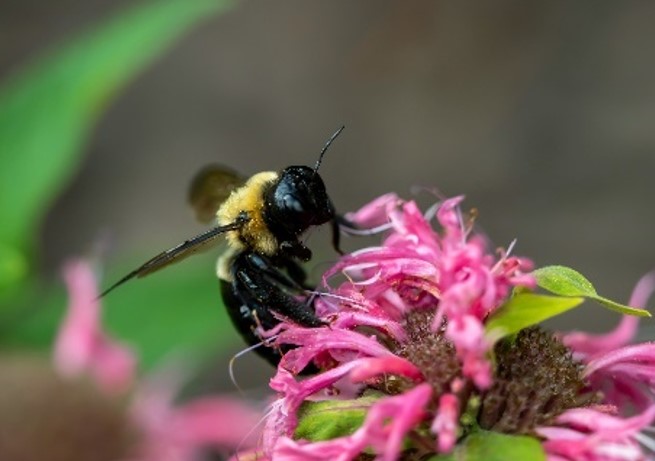 PESQUISA: Abelha nativa eleva produção de açaí e transforma Pará em referência nacional