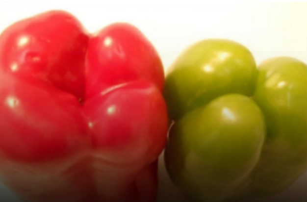 3 OU 4 GOMINHOS: Pimentões machos são melhores para consumo cozidos e os fêmeas são melhores crus 