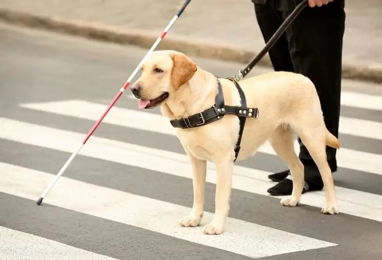 GESTÃO PARTICIPATIVA: Prefeitura abre consulta pública sobre lei que regulamenta uso de cão-guia