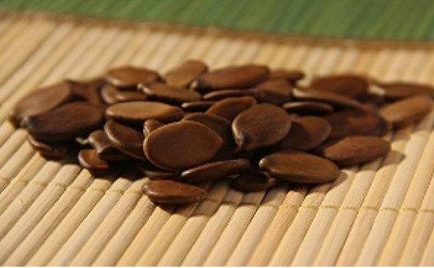 ZONEAMENTO: Cientistas indicam onde e como reflorestar a Amazônia