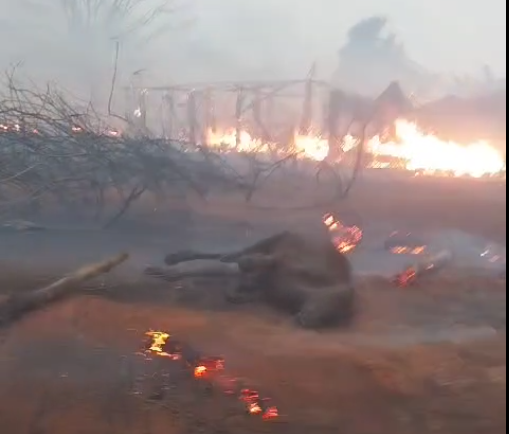 INCÊNDIO CRIMINOSO: Animais são encontrados incinerados em pasto em Alta Floresta D'Oeste