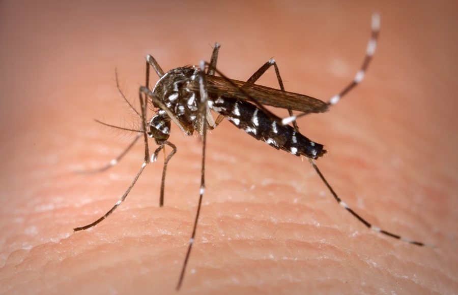 NESTA SEXTA (01): Ação 'Nossa Escola contra a Dengue' acontece em Porto Velho