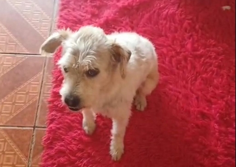 PROCURA-SE: Família oferece recompensa para quem encontrar cachorro Lucky