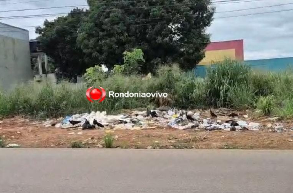 'FESTA DO LIXO': Entulhos e urubus causam transtornos a moradores em terreno na 7 de Setembro 