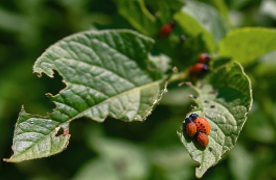 TRUQUE SIMPLES: Truque de jardinagem para que as pragas fiquem longe