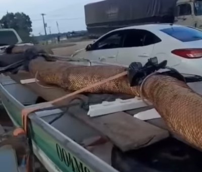 GIGANTE: Cobra de aproximadamente 15 metros é capturada em Nova Mamoré