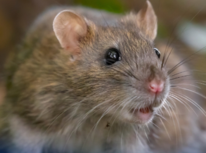 NÃO É QUADRINHO: Ratos começam a falar após receberem mutação genética de humanos