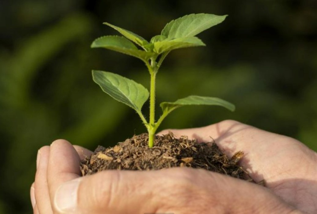 MEIO AMBIENTE: Nova 364 leva conscientização em ação do Dia da Árvore em PVH