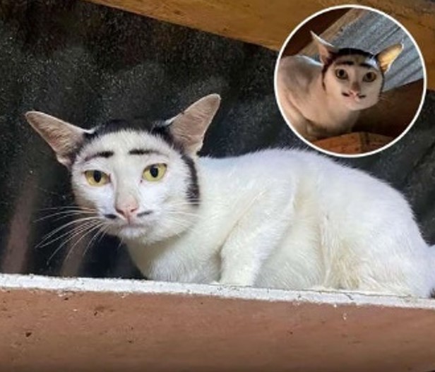 VIRALIZOU NA WEB: Gato nasce com manchas que criam expressão inusitada