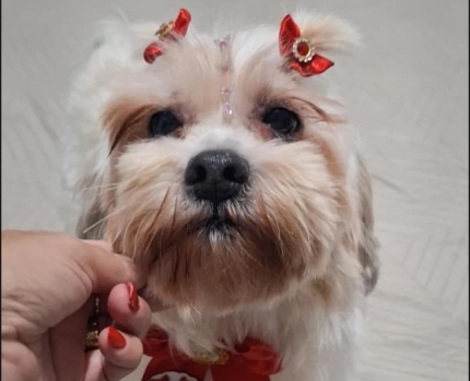 PROCURA-SE: Cachorrinha desaparece e família pede ajuda em PVH