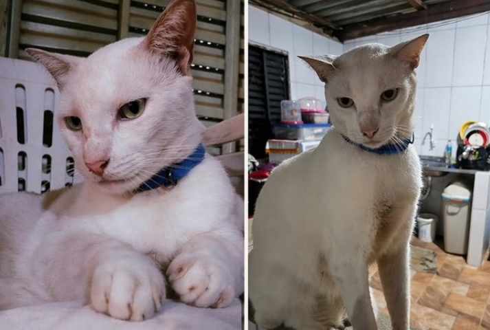 PROCURA-SE: Gato 'Morceguinho' desaparece na zona leste de Porto Velho