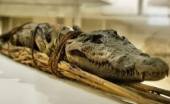 EGITO ANTIGO: Raio-X de crocodilo revela rituais macabros
