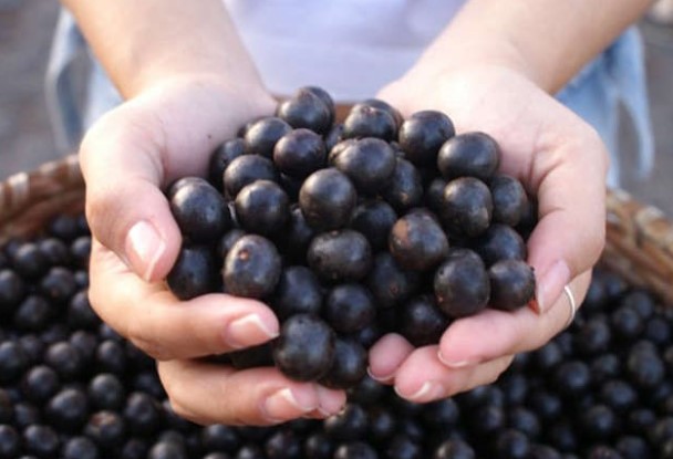 DIVERSOS BENEFÍCIOS: Fruta amazônica é eleita a sétima melhor do mundo 