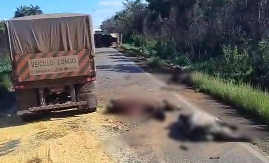 VÍDEO: Colisão entre veículos deixa animais mortos na BR 364