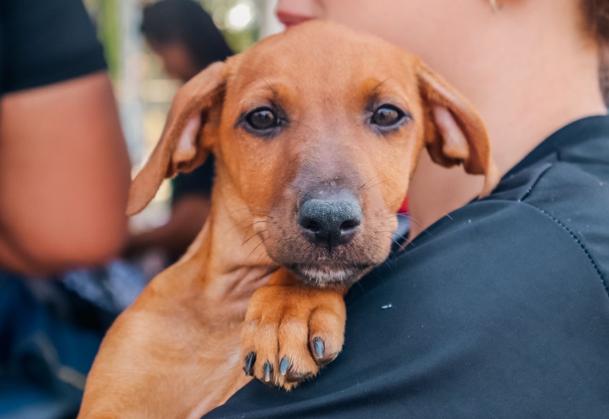 PETS: Prefeitura realiza feira de adoção de cães e gatos neste sábado (11)
