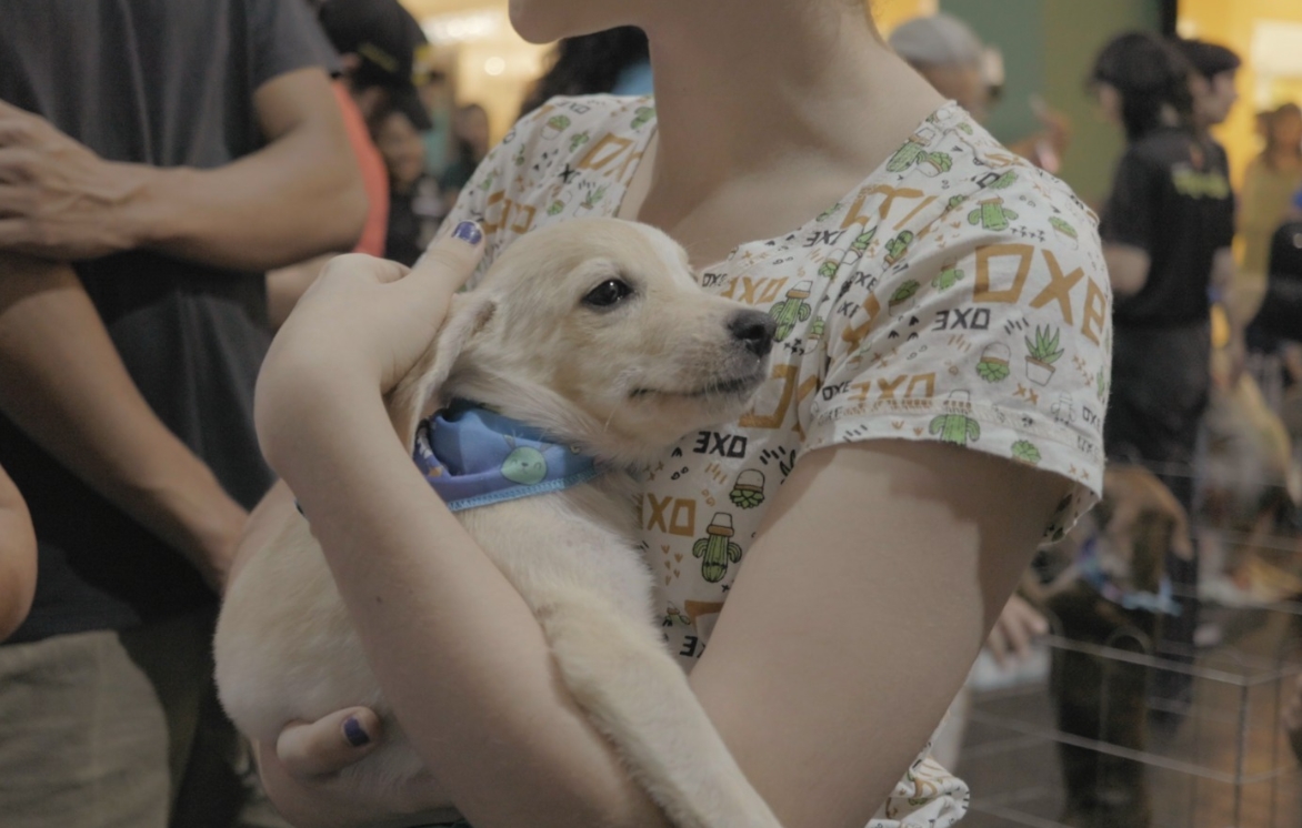 BUSQUE O SEU: Feira de adoção busca novos lares para cães e gatos resgatados em PVH