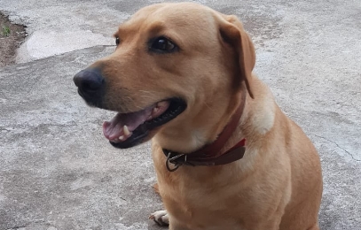 POPPY: Cadela desaparece no bairro Igarapé, zona leste de Porto Velho
