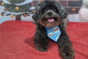 RECOMPENSA: Cachorro Zed desaparece na av. José Vieira Caúla