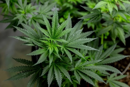 ENTENDA: Governo Trump reclassifica maconha como 'substância menos perigosa' 