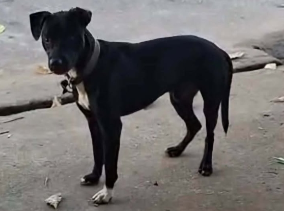 É SEU?: Moradores procuram dono de cachorro encontrado zona Leste