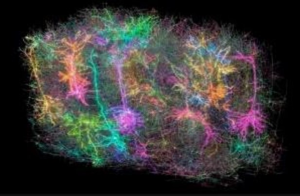 SUPER ARQUIVO: Micro tecido cerebral escaneado equivale a 14 mil filmes em 4K