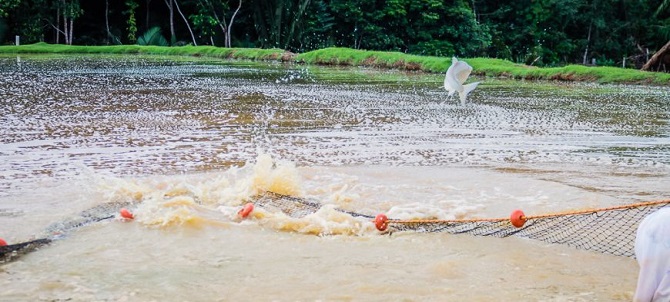 SUSTENTÁVEL: Piscicultura de Rondônia agrega valor e qualidade para os mercados mais exigentes