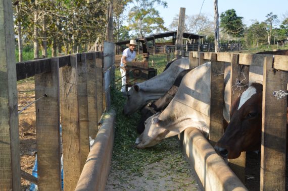 LIVRE DE AFTOSA: Campanha de declaração de rebanho será de 1º a 31 de maio em Rondônia