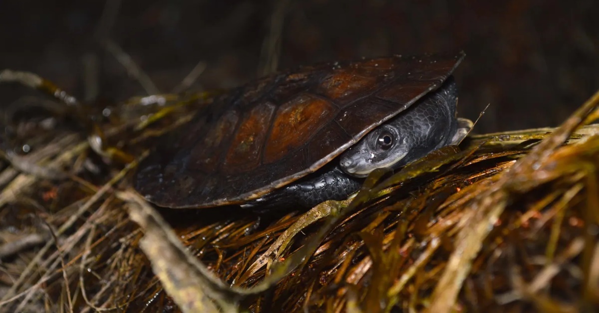 ACHADO: Nova espécie de tartaruga de água doce é encontrada em região da Amazônia