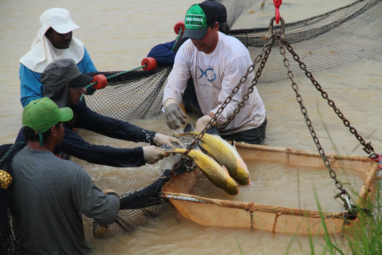  OPERAÇÃO DEFESO: Portaria fiscaliza períodos de reprodução natural de peixes