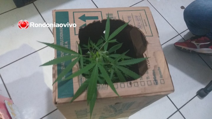 CAIU: PM prende suspeito de roubos em Sergipe tentando vender pé de maconha em PVH