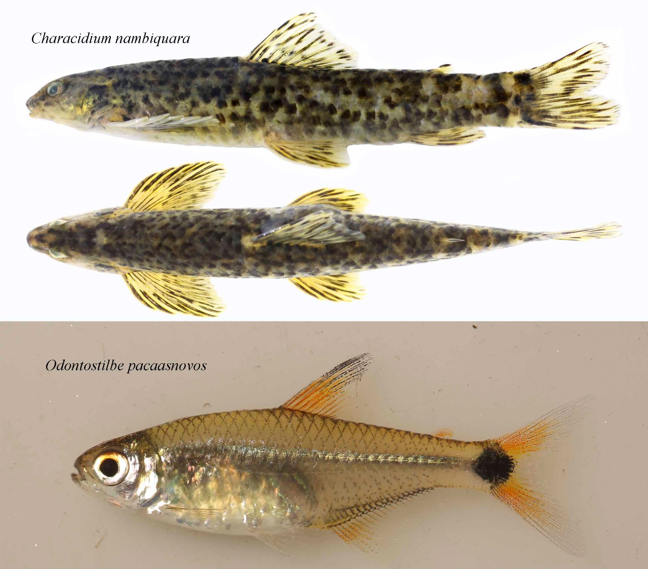 CONHEÇA: Pesquisadores descobrem duas espécies de peixes na bacia do rio Madeira