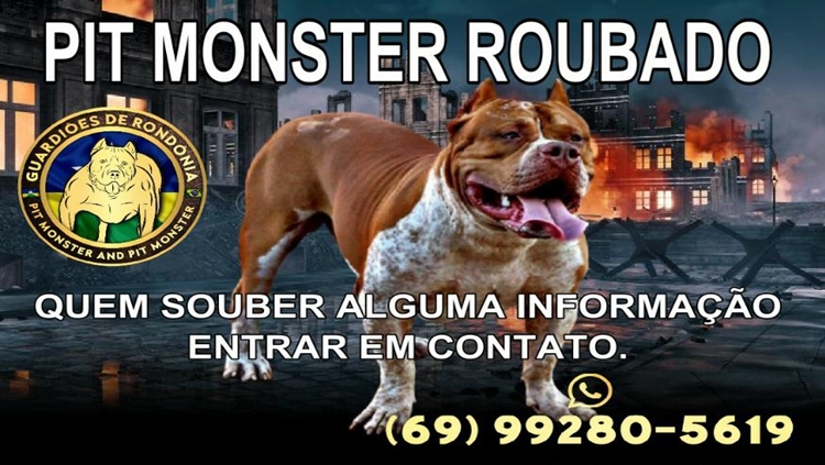 AVALIADO EM R$ 30 MIL: Pitbull Monster é furtado de canil e dono busca ajuda para encontrá-lo