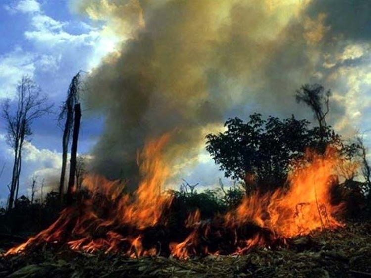 DESTRUIÇÃO: Queimadas diminuem, mas focos continuam acima de 3 mil locais