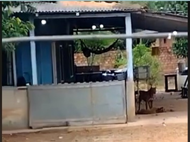 HORROR: Pitbull mata seis cachorros da vizinhança na zona Leste