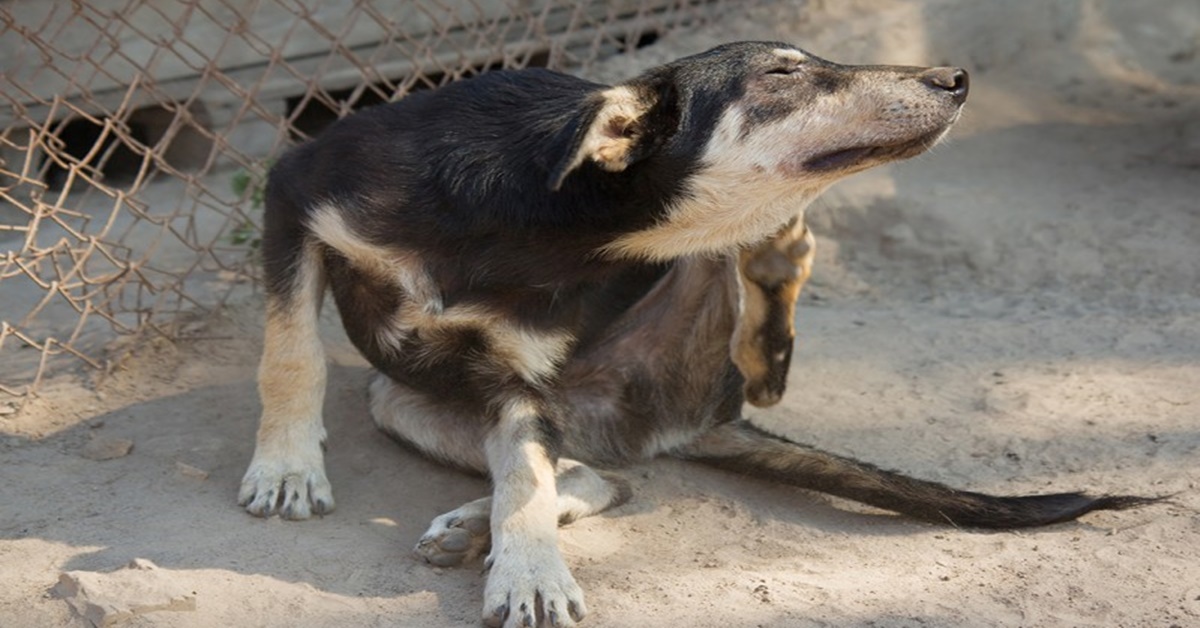 MALDADE: Homem aciona polícia após cachorro morrer por envenenamento