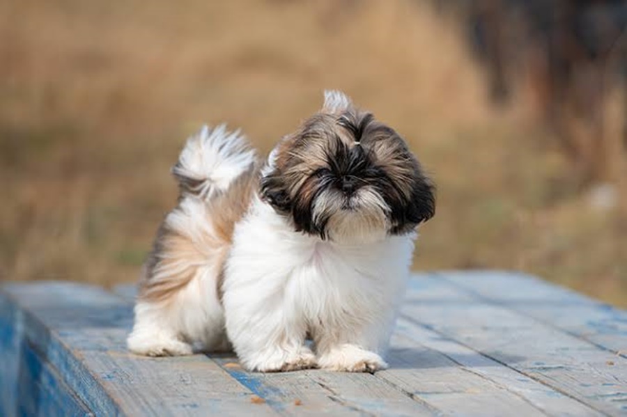 SHIH-TZU: Homem é preso por furtar o cachorro do irmão e trocar por drogas 