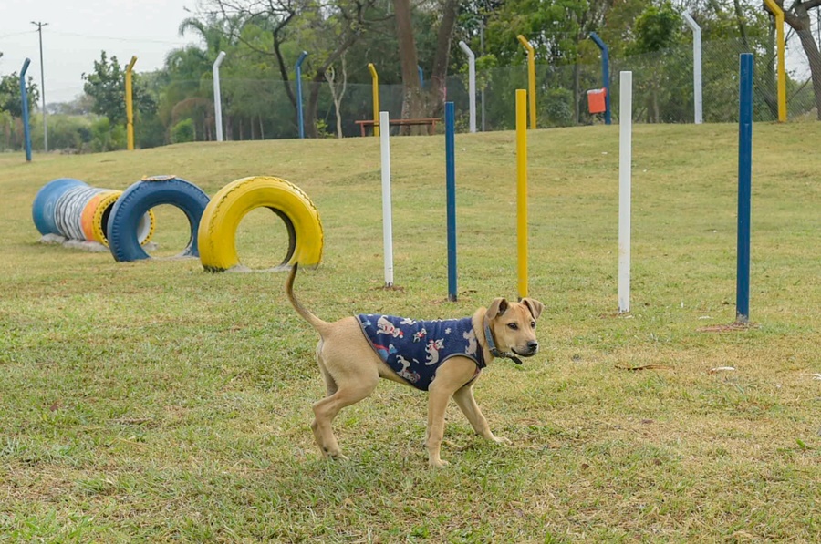 BICHINHOS: Maioria é a favor de construção de espaços pets em praças de Rondônia