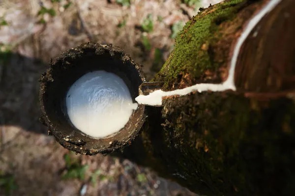 BORRACHA AMAZÔNICA: Encontro de oportunidades acontece em Rondônia nos dias 03 e 04 de maio