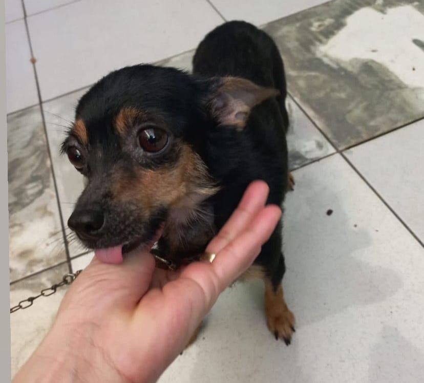 PINSCHER: Cadela desaparecida no bairro Igarapé em Porto Velho