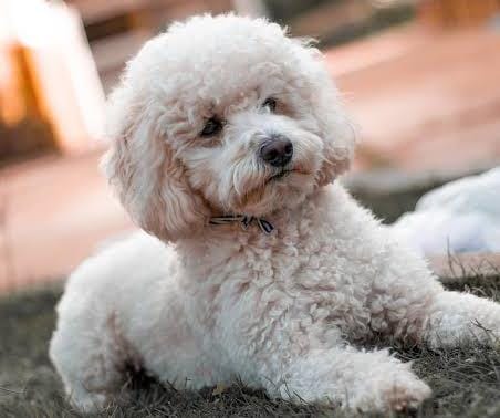 LEVARAM O POODLE: Bandidos rendem casal em residência  e roubam até cachorro 