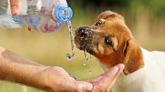 CUIDADOS: Veja como manter pets “fresquinhos” no calor de Rondônia