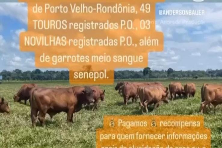 DENUNCIE: Criminosos furtam 49 touros e donos pagam recompensa para encontrá-los