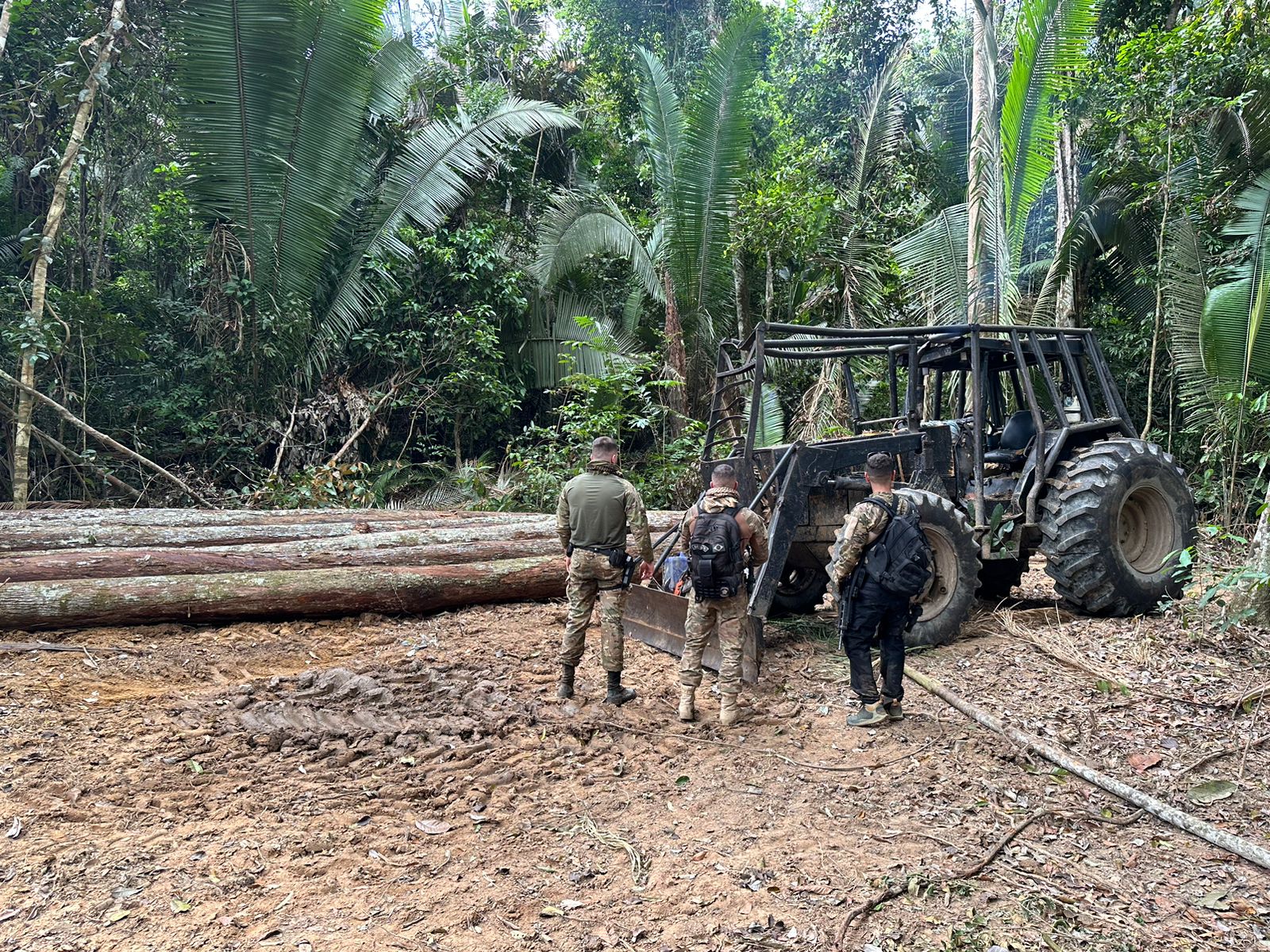CRIME AMBIENTAL: Operação Interagências no combate à extração ilegal de madeira