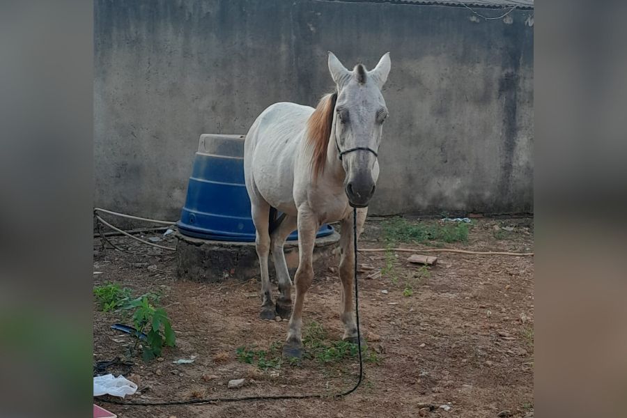 É SEU?: Cavalo perdido no bairro Aponiã em Porto Velho