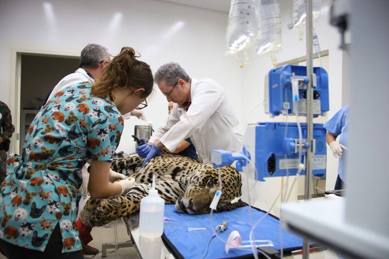 VÍTIMA DO FOGO: Onça-pintada Antã resgatada em Corumbá não resiste e morre durante tratamento