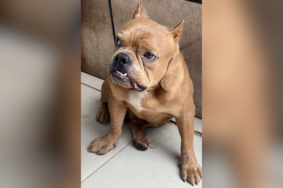 É SEU?: Cachorro da raça American Bully é encontrado na zona Sul de PVH