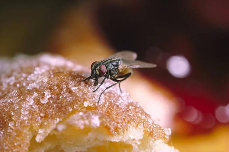 QUE HORROR: O que a mosca faz quando pousa na sua comida? 