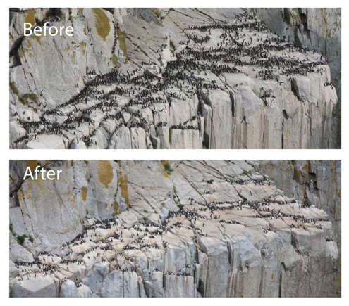 A BOLHA: Fenômeno incomum matou cerca de 4 milhões de aves  